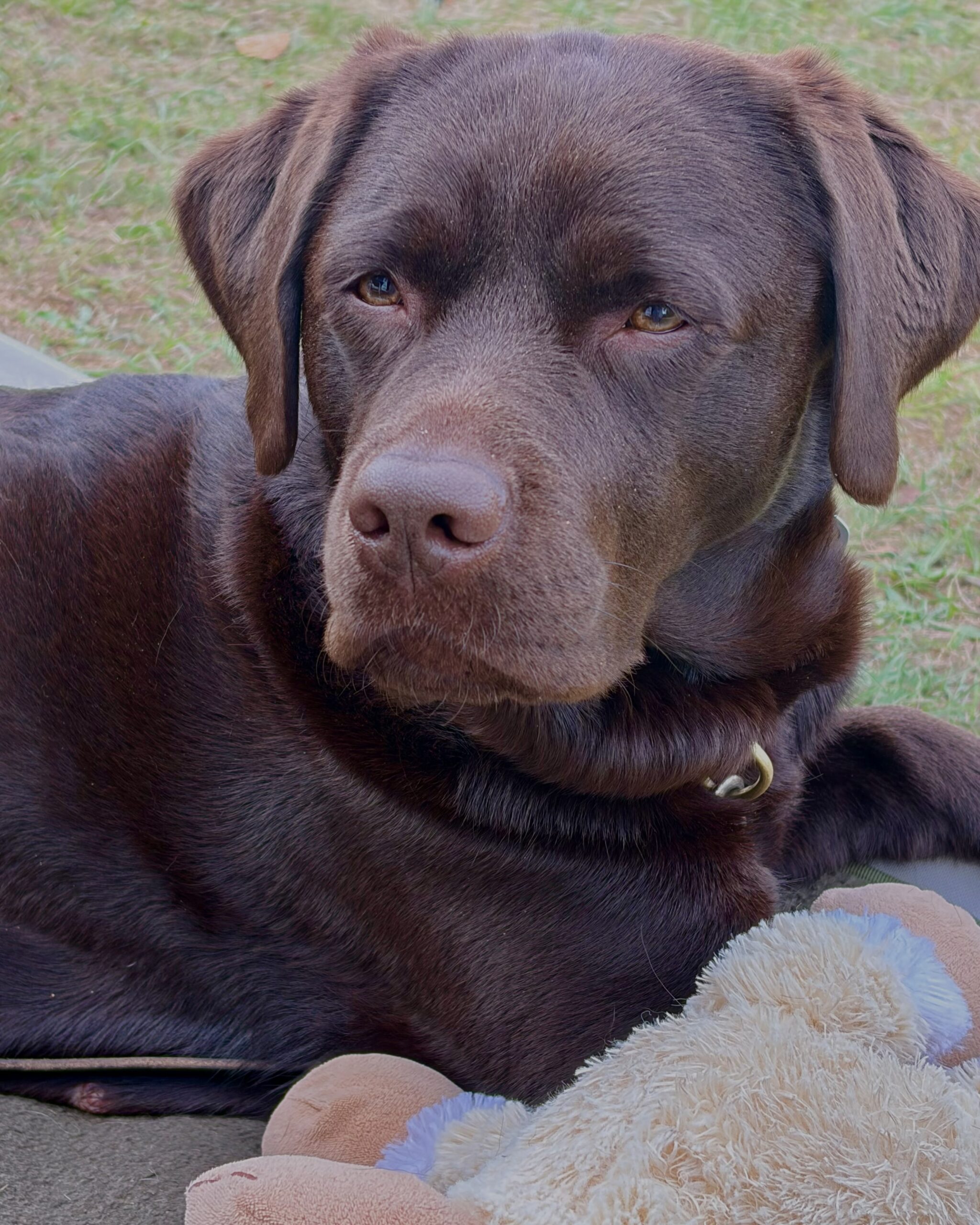 Luna entspannt auf dem Campingplatz in Kroatien