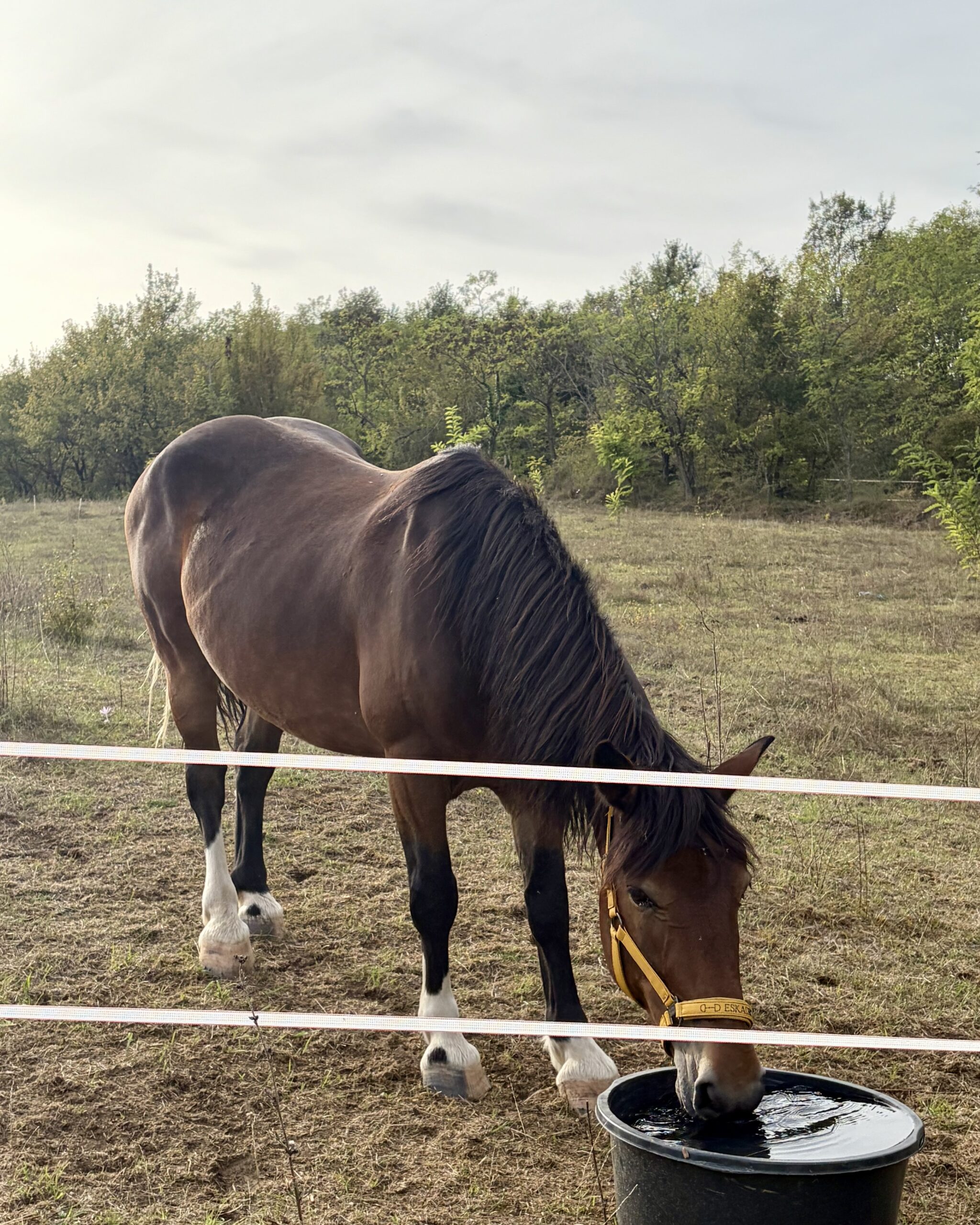 Pferd auf einer Koppel in der Nähe des Camping Peruca