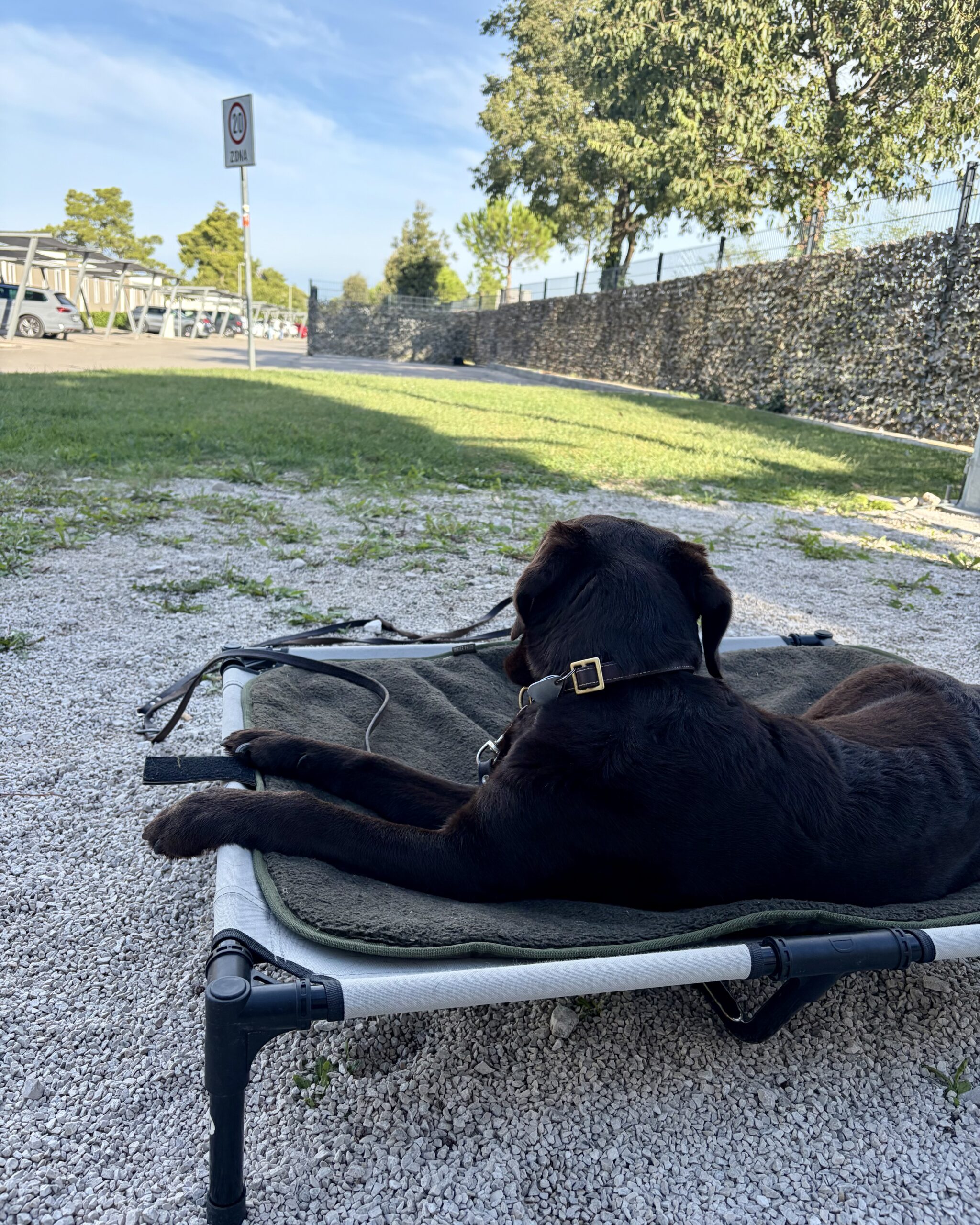 Hund Luna entspannt auf einer Campingliege am Stellplatz